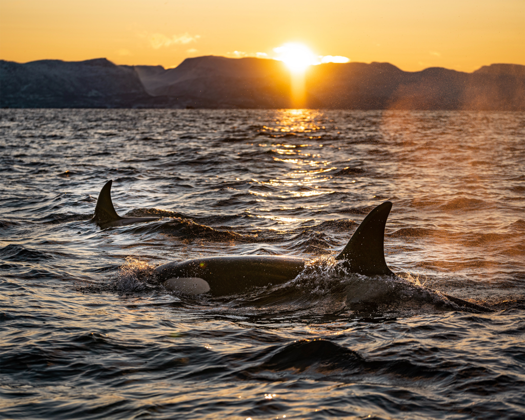 Two orcas swim through the ocean at sunset.