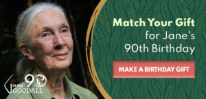 "Match Your Gift for Jane's 90th Birthday" Example Graphic – Jane Goodall Institute