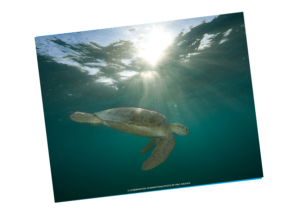 Conservation International used this GIF to incorporate compelling images with a message of appreciation which proved to be a strong fundraising graphic without a direct call to action.